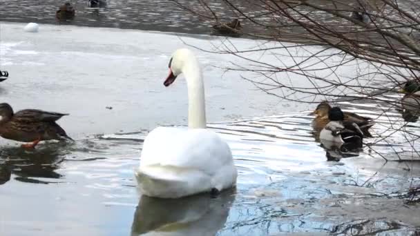 Weiße Schwäne Winterweiher — Stockvideo