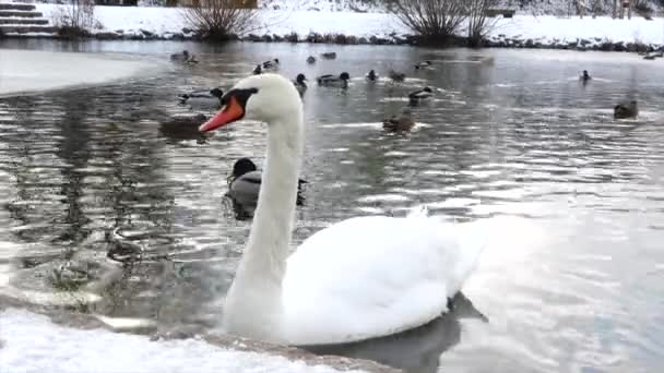 Cisne Branco Patos Selvagens Inverno Lagoa — Vídeo de Stock