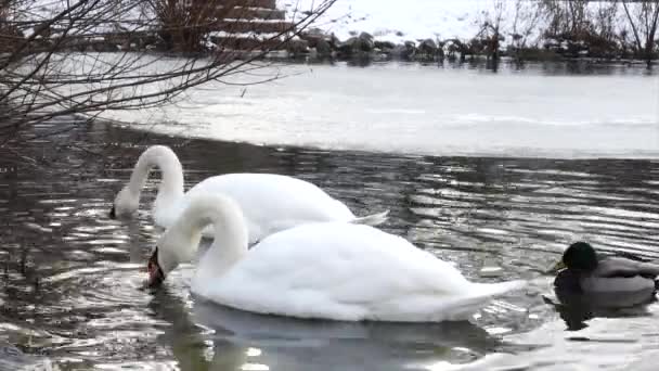 Два Белых Лебедя Зимой Плавают Пруду — стоковое видео