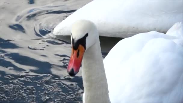 Een Prachtige Witte Zwaan Gevangen Van Dichtbij — Stockvideo