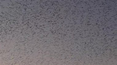 Gökyüzünde uçan sığırcık sürüsü (Sturnidae) gece olmadan şekil değiştiren bulutlarda hareket ediyor. Atmaca şahinler, bir av yakalamak için sığırcık sürüleri arasında avlanır..