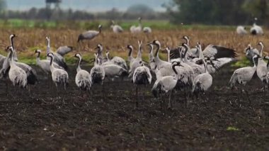 Güz göçü sırasında Almanya 'nın Diepholz kenti yakınlarındaki bir alanda beslenen ve dinlenen yaygın turnalar veya Avrasya Turnaları (Grus Grus).