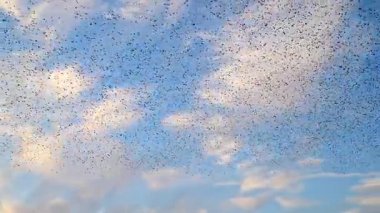 Sığırcık hırıltısı binlerce kuşun senkronize koreograflı hava görüntüleriyle günbatımı gökyüzünde muazzam dinamik bulut benzeri şekiller oluşturması..