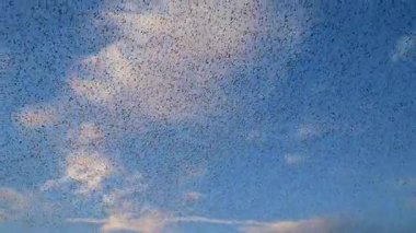 Sığırcık hırıltısı binlerce kuşun senkronize koreograflı hava görüntüleriyle günbatımı gökyüzünde muazzam dinamik bulut benzeri şekiller oluşturması..