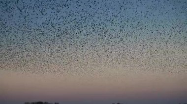 Sığırcık hırıltısı binlerce kuşun senkronize koreograflı hava görüntüleriyle günbatımı gökyüzünde muazzam dinamik bulut benzeri şekiller oluşturması..