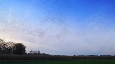 Sığırcık hırıltısı binlerce kuşun senkronize koreograflı hava görüntüleriyle günbatımı gökyüzünde muazzam dinamik bulut benzeri şekiller oluşturması..