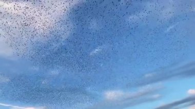 Sığırcık hırıltısı binlerce kuşun senkronize koreograflı hava görüntüleriyle günbatımı gökyüzünde muazzam dinamik bulut benzeri şekiller oluşturması..
