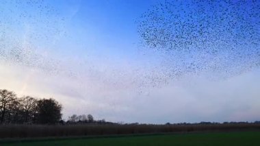 Sığırcık hırıltısı binlerce kuşun senkronize koreograflı hava görüntüleriyle günbatımı gökyüzünde muazzam dinamik bulut benzeri şekiller oluşturması..