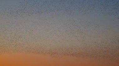 Hollanda kırsalında renkli bir alacakaranlık gökyüzüne karşı büyüleyici bir mırıldanma oluşturan sığırcıklar (Sturnus vulgaris).