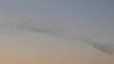 Hollanda kırsalında renkli bir alacakaranlık gökyüzüne karşı büyüleyici bir mırıldanma oluşturan sığırcıklar (Sturnus vulgaris).