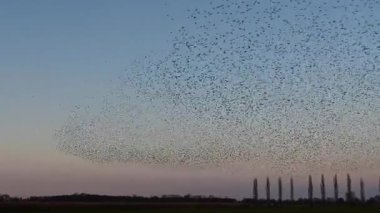 Hollanda kırsalında renkli bir alacakaranlık gökyüzüne karşı büyüleyici bir mırıldanma oluşturan sığırcıklar (Sturnus vulgaris).