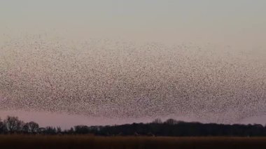 Hollanda kırsalında renkli bir alacakaranlık gökyüzüne karşı büyüleyici bir mırıldanma oluşturan sığırcıklar (Sturnus vulgaris).