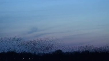 Hollanda kırsalında renkli bir alacakaranlık gökyüzüne karşı büyüleyici bir mırıldanma oluşturan sığırcıklar (Sturnus vulgaris).