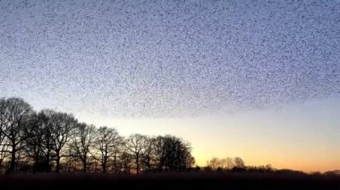 Hollanda kırsalında renkli bir alacakaranlık gökyüzüne karşı büyüleyici bir mırıldanma oluşturan sığırcıklar (Sturnus vulgaris).