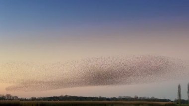 Hollanda kırsalında renkli bir alacakaranlık gökyüzüne karşı büyüleyici bir mırıldanma oluşturan sığırcıklar (Sturnus vulgaris).