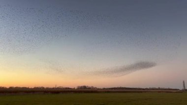 Hollanda kırsalında renkli bir alacakaranlık gökyüzüne karşı büyüleyici bir mırıldanma oluşturan sığırcıklar (Sturnus vulgaris).