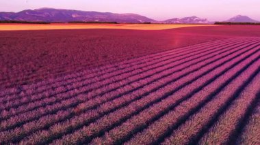 Gün batımında Povernce 'deki Valensole platosunda açan lavanta çiçekleri bir yaz gününden sonra. Yüksek açılı drone görünümü.