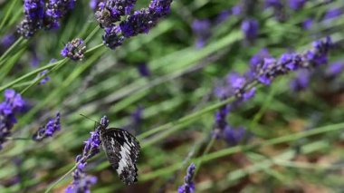 Fransa 'nın Provence şehrinde güneşli bir yaz gününde çiçek açan lavantanın üzerinde oturan kelebek. Yavaş çekim klibi.