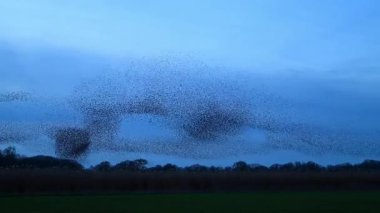 Starling mırıldanması binlerce kuşun senkronize, koreografili hava gösterileri yaparak günbatımı gökyüzünde dinamik bulut benzeri şekiller oluşturması..