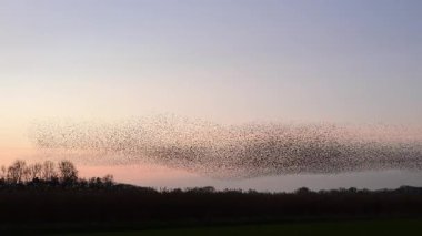 Starling mırıldanması binlerce kuşun senkronize, koreografili hava gösterileri yaparak günbatımı gökyüzünde dinamik bulut benzeri şekiller oluşturması..