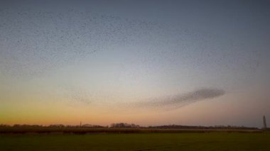 Binlerce sığırcık (Sturnus vulgaris) mırıldanarak Hollanda 'da günbatımında senkronize bir hava gösterisi yapıyor. Devasa kuş sürüsü dinamik, sürekli değişen bulut benzeri şekiller yaratıyor, alacakaranlığın sıcak renklerine karşı siluetlenmiş..