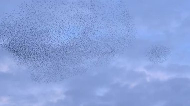 Sığırcıkların uğultusu havada senkronize bir şekilde uçuyor ve dinamik şekiller oluşturuyor.