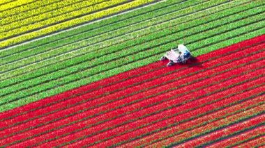 İlkbaharda yukarıdan görülen lalelerle dolu bir traktörde lale tepesi. Ampulün büyümesini teşvik etmek için çiçek başlığının bitki sapının kesildiği lalelerin tepesinde bir makine var..
