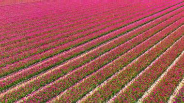 Hollanda 'nın Flevoland bölgesindeki güzel renkli lale tarlaları üzerinde uçan lale tarlası dronu. İlkbaharda Hollanda 'da lale tarlaları çeşitli alanları renklendirir.