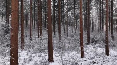 Hollanda 'nın Gelderland kentindeki Veluwe doğa koruma alanında bahar mevsiminde karlı çam ağaçları görülür..