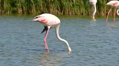 Flamingo veya daha büyük flamingo (Phoenicopterus roseus), Fransa 'nın Camargue bölgesinde bulunur.