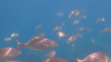 Fransa 'nın Monako kenti yakınlarındaki Fransız Riviera Cote d' Azur sahilinin Akdeniz kıyısındaki Salema porgy (Sarpa salpa) grubu..