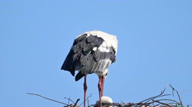 Avrupa beyaz leylekleri (Ciconia ciconia) bahar zamanı bir kutup üzerinde otururlar. Bir kuş tüylerini parlatıyor..
