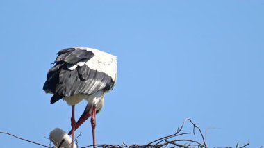 Avrupa beyaz leylekleri (Ciconia ciconia) bahar zamanı bir kutup üzerinde otururlar. Bir kuş tüylerini parlatıyor..