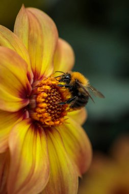 Bir yaban arısının yakın çekimi (Bombus sp.) Canlı sarı-turuncu yıldız çiçeğinden polen toplamak. Görüntü canlı renkler, ince detaylar ve sonbahar doğasında çiçekler ve tozlaştırıcılar arasındaki bağlantıyı gösteriyor.