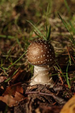 Bir kahverengi Amanita mantarı (Amanita rubescens) sıcak sonbahar ışığında düşen yaprakların arasında yetişir. Makro fotoğraf, noktalı kapağını, doğal dokusunu ve düşüşün toprak halini yakalar.