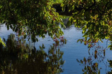 Sessiz bir orman göletinin üzerindeki ince dallardan sarkan küçük kırmızı böğürtlenler ve yaban elmaları yüzeyde parıldıyor. Yumuşak dalgalar ve altın güneş ışığı sıcaklık ve hareketle dolu huzurlu bir sonbahar atmosferi yaratır.