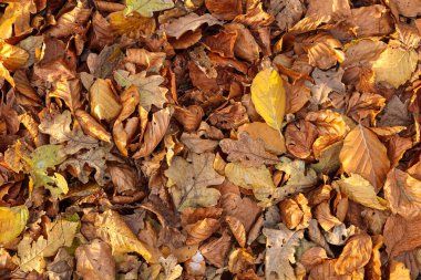 Hollanda 'daki sonbahar parkında orman zemininde sıcak kahverengi ve sarı tonlarda kurumuş yaprakların yakın çekimi. Güneş ışığı altındaki yaprakların doğal dokusu, sonbahar mevsiminin ve doğadaki değişimin sembolü.