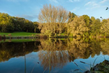 Hollanda doğa parkında sonbahar ağaçlarını ve açık mavi gökyüzünü yansıtan huzurlu bir göl. Sakin su yüzeyi ve altın yapraklar denge ve sükunet dolu ayna benzeri bir görünüm yaratıyor, doğa ve seyahat temaları için mükemmel bir görüntü.