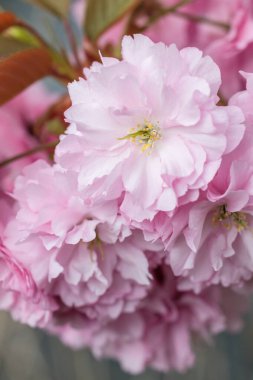 Yumuşak pembe erik serrulata çiçeklerinden oluşan bir küme, doğal ışıkta parlıyor. Yumuşak tonlar ve sığ alan derinliği, yenilenmenin ve huzurun sembolü olan romantik bir bahar kompozisyonu yaratır.