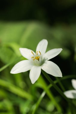 Çiçekli Ornithogalum umbellatum (Beytüllahim Yıldızı) adlı narin bir makro fotoğraf, yemyeşil bir arka planda altı saf beyaz taç taç yaprağı ve sarı pulları gösteriyor. Bahar günışığında yakalanmış, sakin ve doğal saflığı iletir.