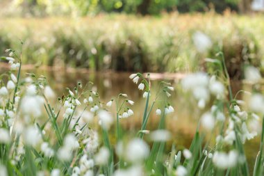 Leucojum vernum 'un (bahar kar tanesi) sakin bir gölette açan doğal bir manzarası. Yumuşak güneş ışığı suyu ve yaprakları yansıtır. Yumuşak ve huzurlu bir bahar atmosferi yaratır. Tazelik ve dinginliği çağrıştırır.