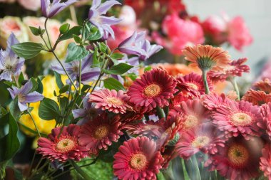 Arkaplanda zarif Clematis çiçekleri ve sarı Rosa tomurcukları ile tamamlanmış koyu kırmızı yapraklı canlı Gerbera jamesonii papatyaları içeren parlak ve neşeli bir buket. Doğal ışıkta yakalanan bu düzenleme neşeyi ve tazeliği iletir. 