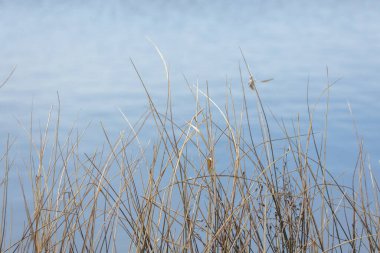 Sakin mavi bir gölün kıyısında sallanan uzun kuru sazlıklar bahar güneşiyle hafifçe aydınlatılıyor. Bu minimalist doğal sahne sulak alanların huzurunu, yansımasını ve narin güzelliğini yakalar.