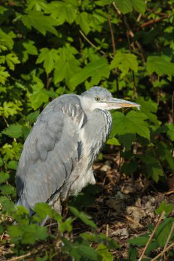 Bir Ardea Cinerea (gri balıkçıl), güneş ışığıyla aydınlatılmış, parlak yeşil yaprakların arasında hareketsiz durur. Zarif kuş doğal ortamına karışır, sabır, sakinlik ve vahşi güzelliği temsil eder.