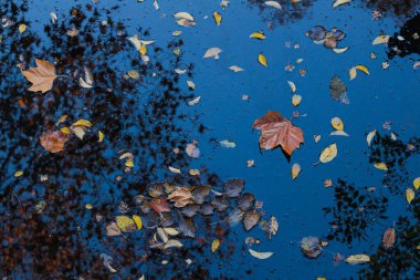 Sakin bir göletin yüzeyinde yüzen çeşitli renklerde sonbahar yaprakları açık mavi gökyüzünü yansıtır. Turuncu, sarı ve kahverengi tonların canlı karışımı sonbahar mevsiminin güzelliğini kutluyor.