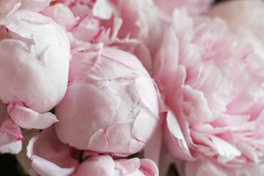 Büyük pembe şakayıklar (Paeonia lactiflora) doğal ışık altında çiçek açarlar. Kadife yapraklar ve yumuşak pastel paletler romantizmi, şefkati ve doğanın lüks güzelliğini çağrıştırıyor.