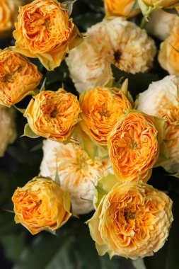 Çiçek açan sarı güllerin (Rosa melezi) sanatsal bir genel görünümü zengin bir bukette düzenlenmiştir. Doğal ışık, yaprakların yumuşak dokularını güçlendirir ve taze çiçeklerin canlı altın tonlarını ortaya çıkarır.