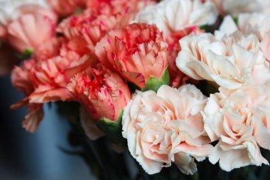 Yumuşak doğal ışıkta yakalanmış güzel bir mercan ve krem karanfil buketi (Dianthus caryophyllus). Sıcak tonlar ve narin yapraklar zarafet, şefkat ve çiçeklerle dolu bir atmosfer yaratır.