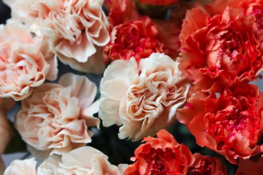 Krema ve açık mercan tonlarında yumuşak bir pastel karanfil buketi (Dianthus caryophyllus). Dağınık gün ışığında yakalanarak, minimalist ve doğal kompozisyonlar için ideal sükunet, kadınlık ve çiçek dengesi taşır.