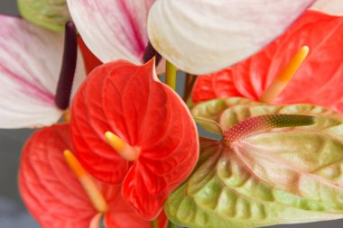 Makro Anthurium andraeanum, canlı kırmızı, pembe ve yeşil tomurcuklar ve pürüzsüz dokular. Detaylı yakın çekim tropikal güzelliği, simetriyi ve egzotik bitkilerin parlak zekasını vurgular.